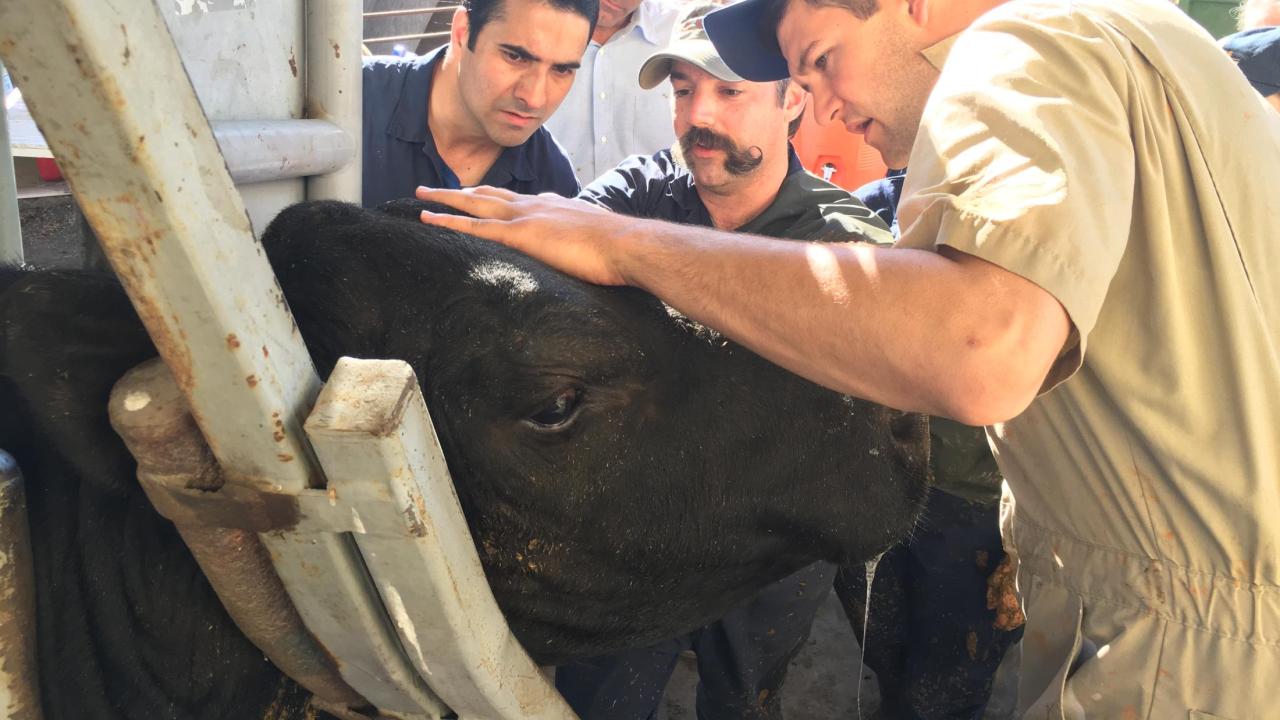 veterinarians and students examine cow