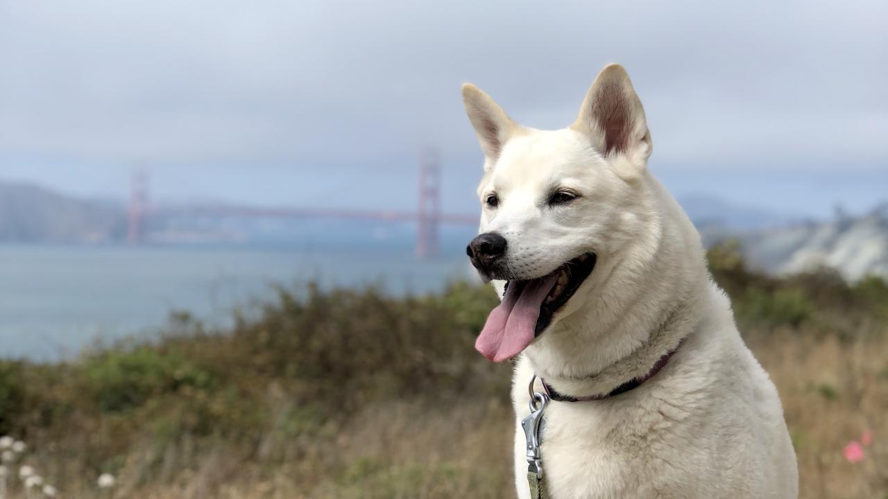 Grammar, enjoying a day in San Francisco. A dog with the San Francisco Golden Gate Bridge in background.