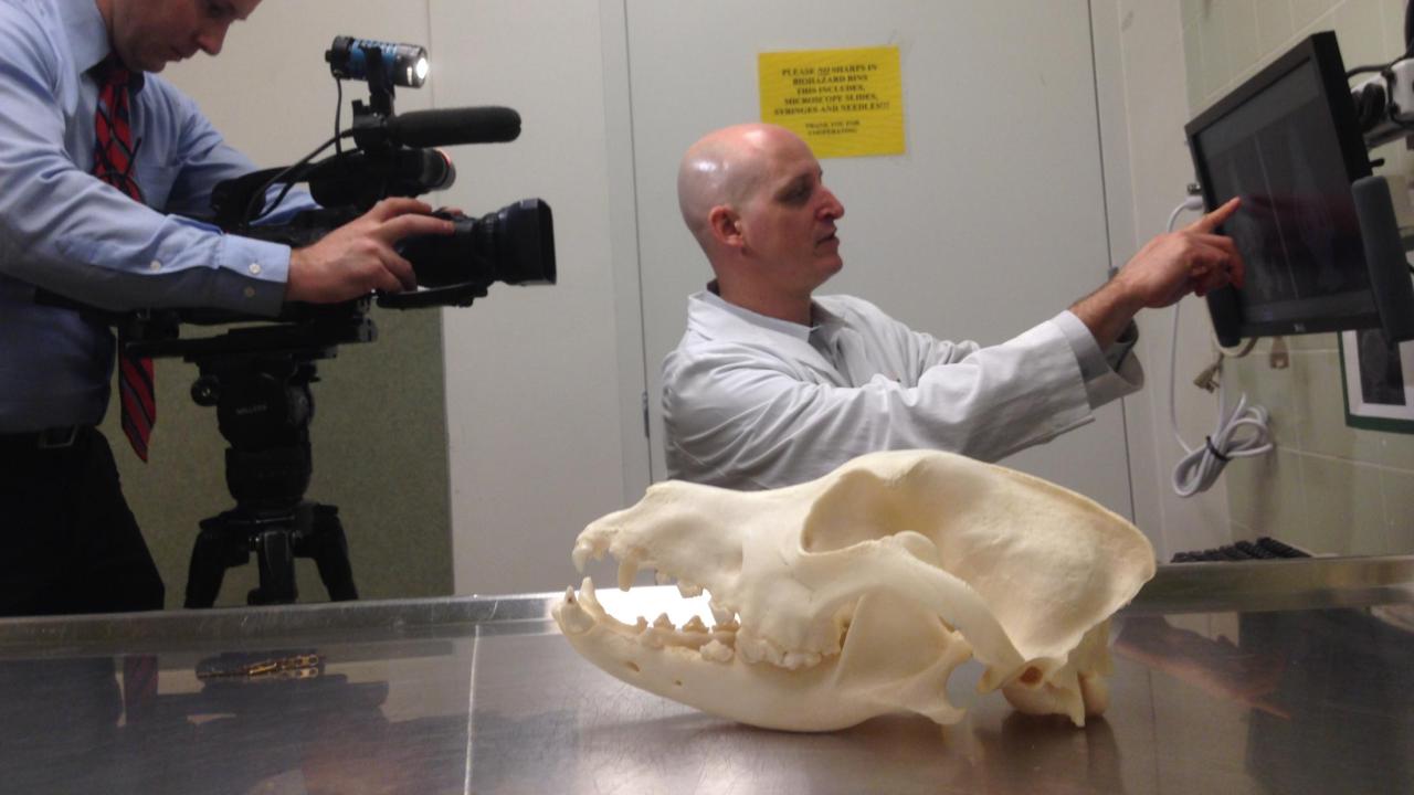 UC Davis veterinarian Dr. Boaz Arzi with 3D printed skull