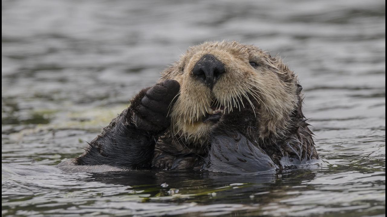 A sea otter in the water rubbing face