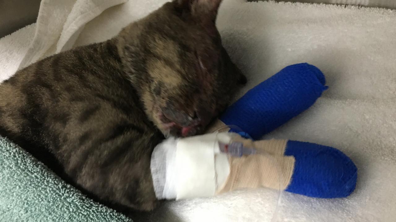cat at UC Davis veterinary hospital with paws bandaged