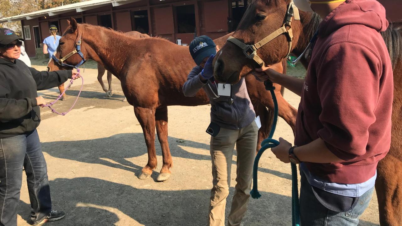 Veterinary student Patrick Cunningham and UC Davis faculty Dr. Jessica Morgan examine a horse from the Kincade fire zone at the Sonoma Co fairgrounds. student helping a horse