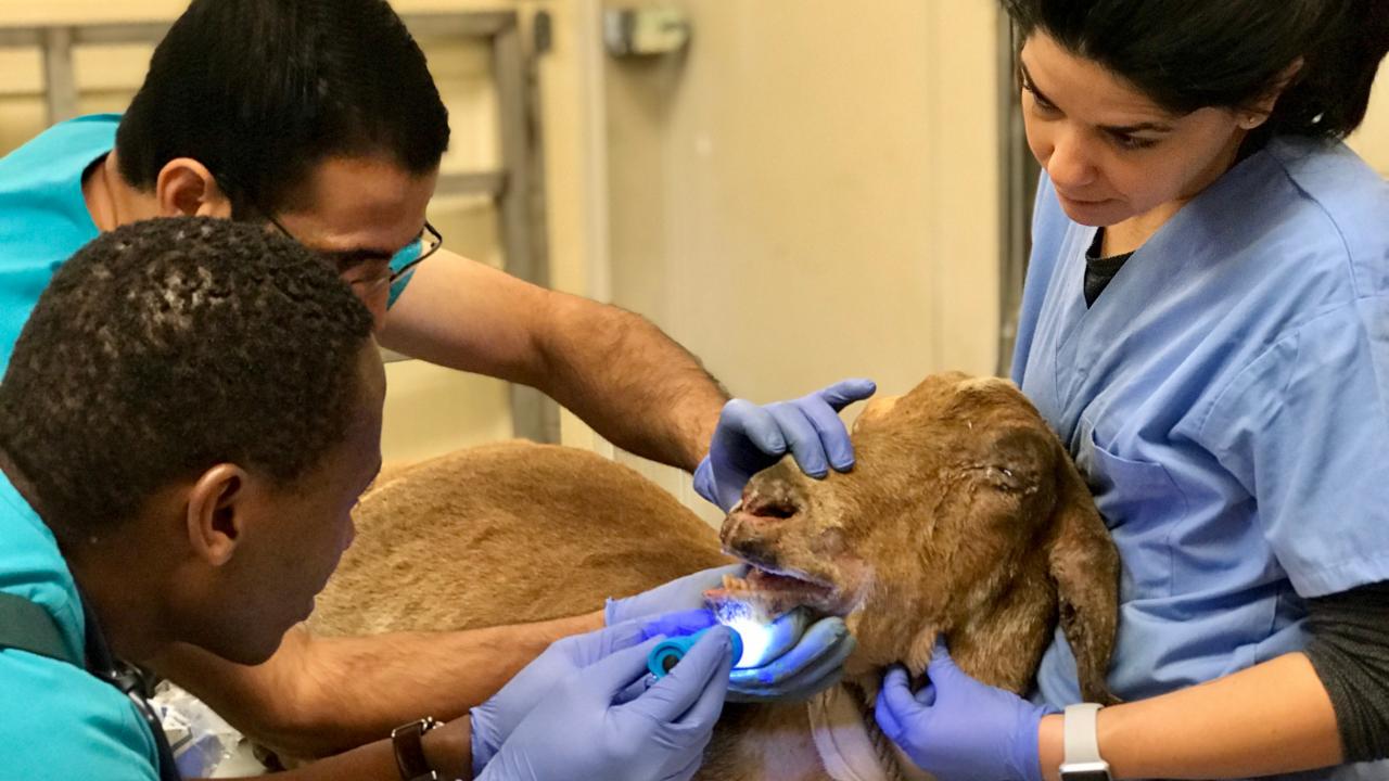 Treating a goat