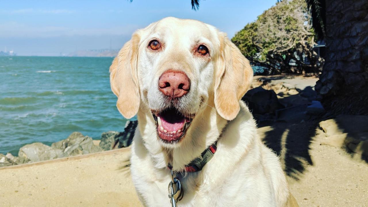 Izzie is still going strong five years after chemotherapy and surgery at the UC Davis veterinary hospital. yellow Labrador retriever