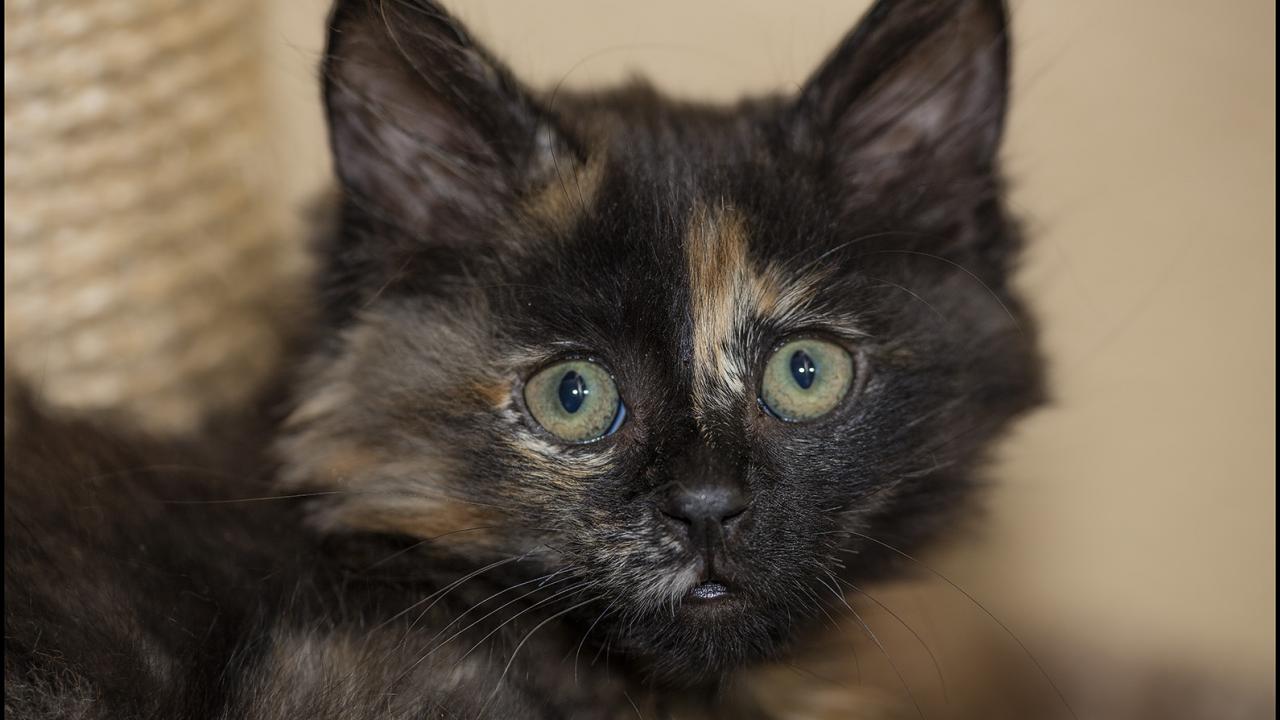 kitten