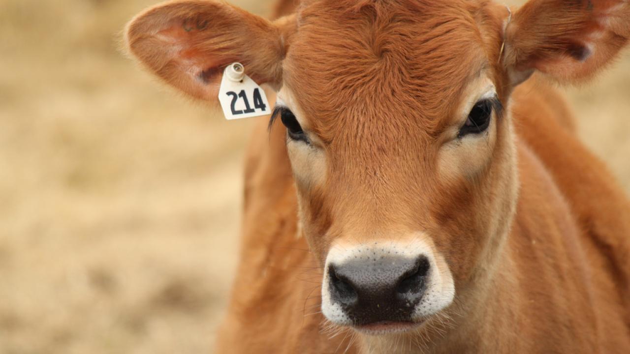 Jersey calf