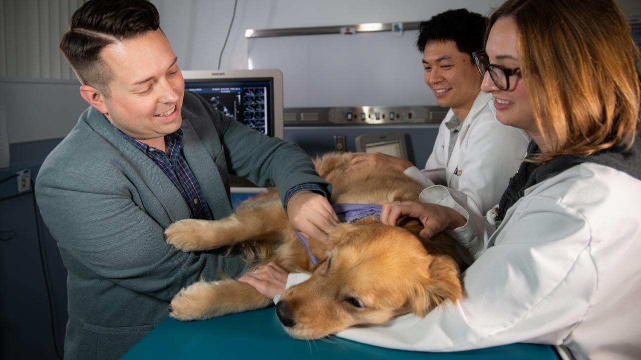 Dr. Josh Stern (left) examines a dog in the cardiology exam room. Hannah Webb, a cardiology technician, and Dr. Weihow Hsue, a cardiology resident, assist. Golden retriever in exam room