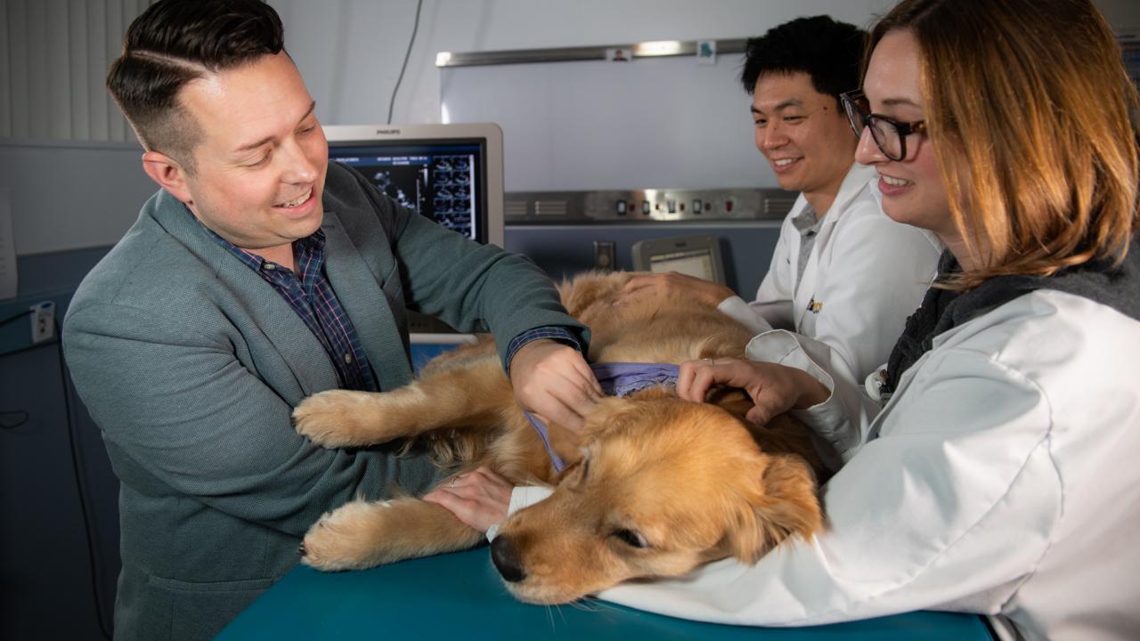 Golden retriever in exam room