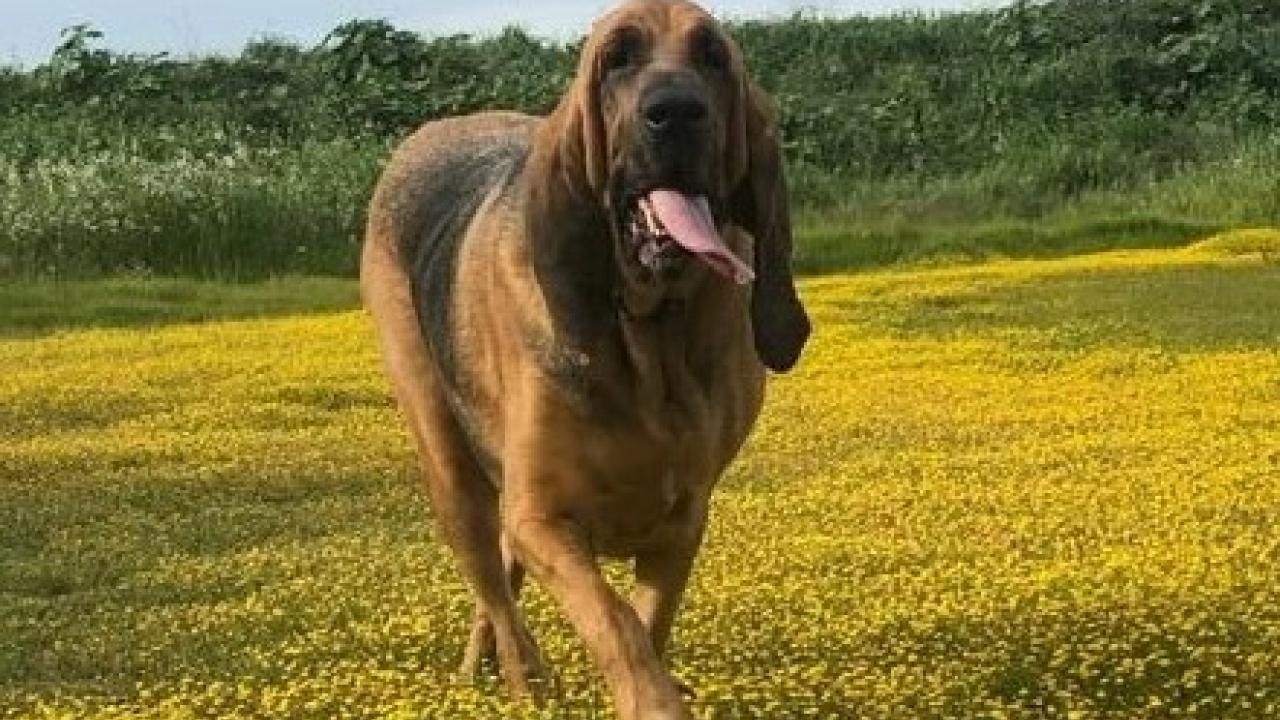 Kaiya's chemotherapy treatments at the UC Davis veterinary hospital have extended her life by almost a year so far. Kaiya's chemotherapy treatments at the UC Davis veterinary hospital have extended her life by almost a year so far.
