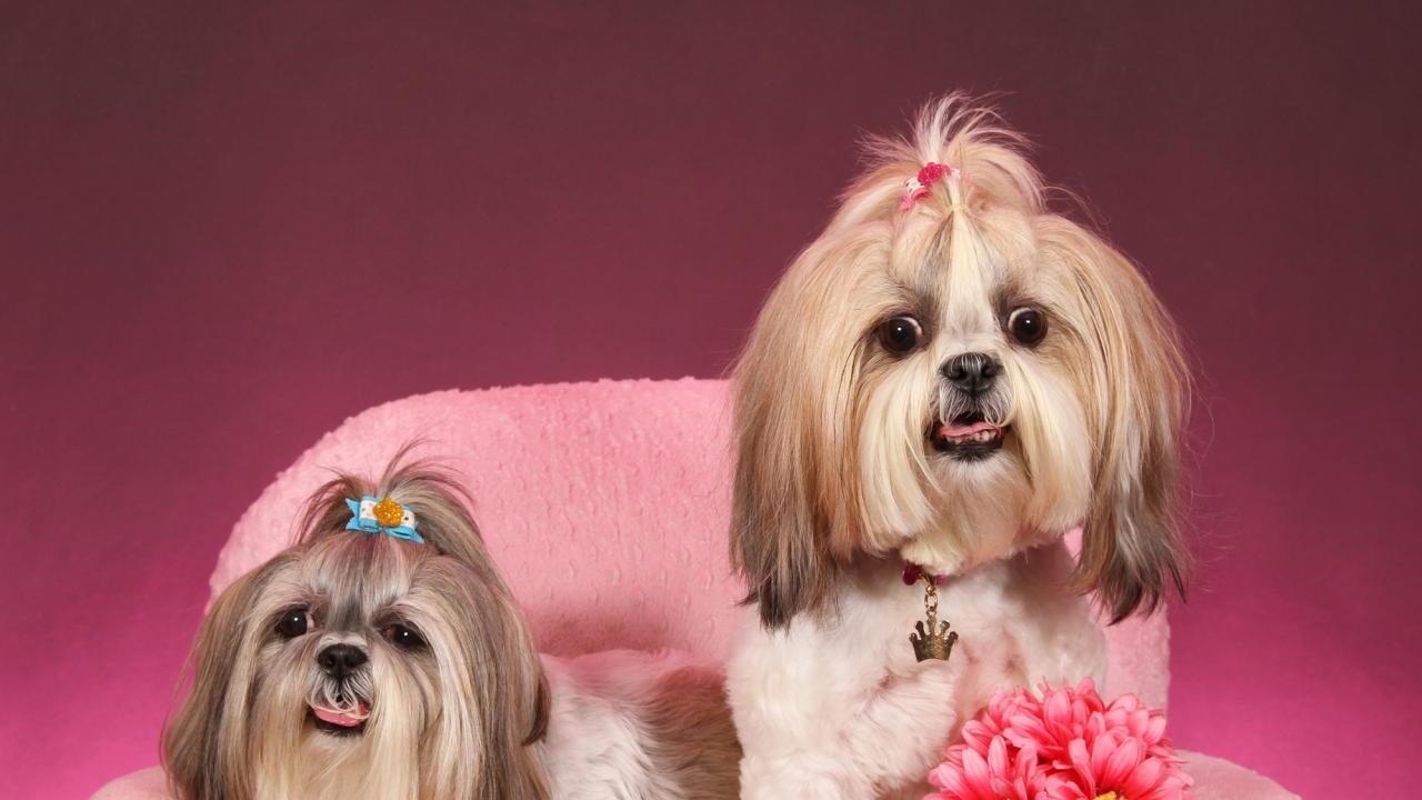 Karina and Roxy