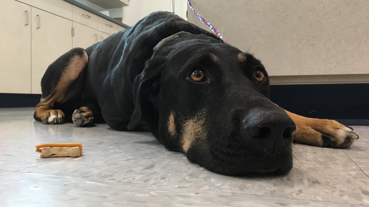 Surgery and Chemotherapy Help Dog with Cancer | School of Veterinary  Medicine
