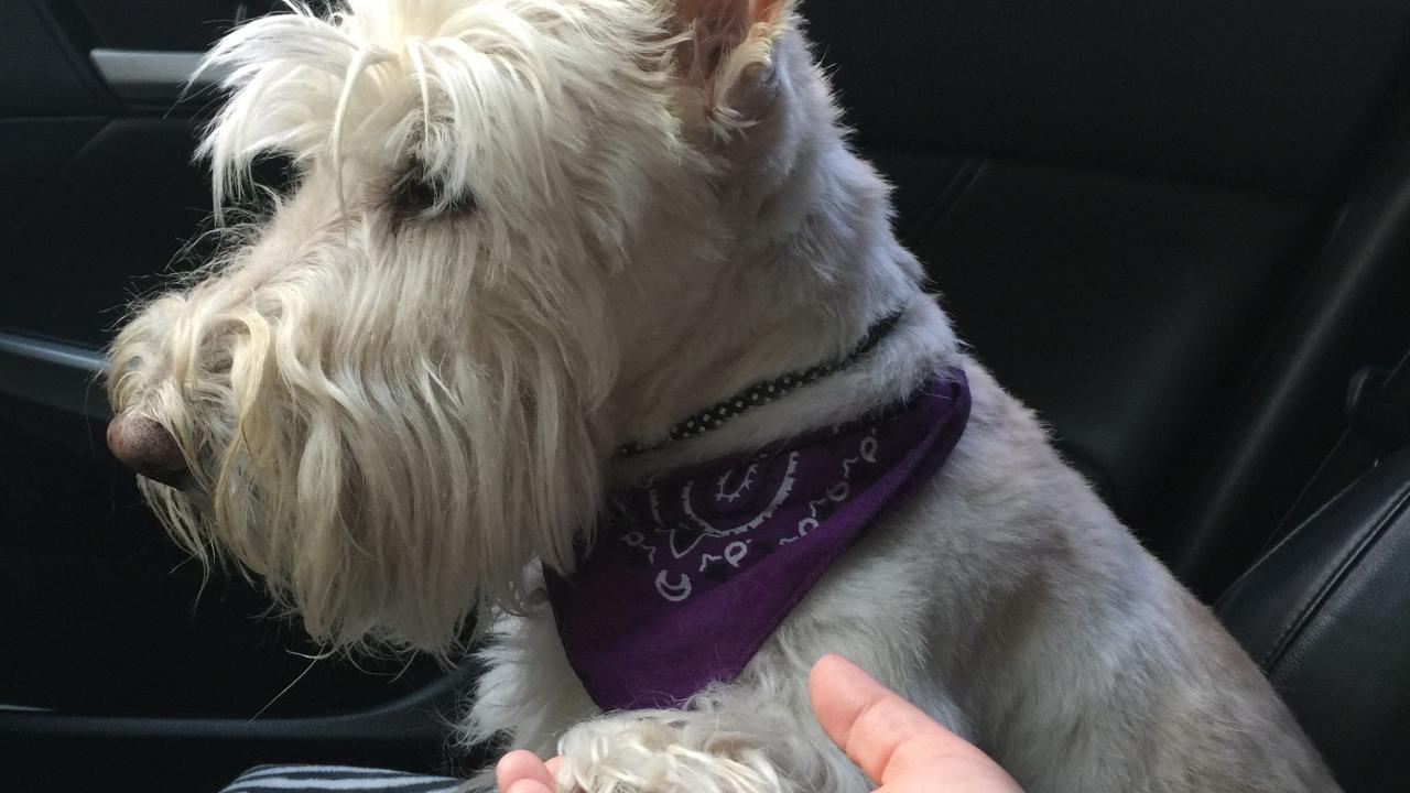 Dog Treated for bladder cancer at UC Davis veterinary hospital