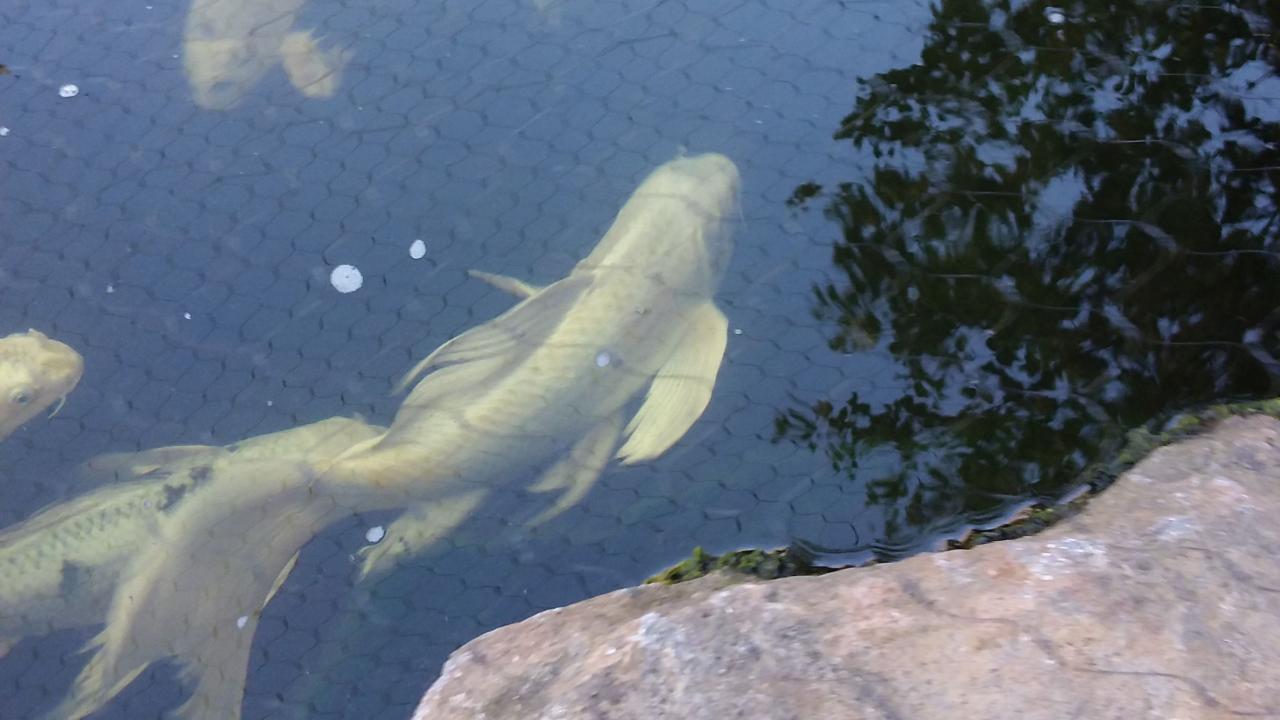 When Madonna’s abdomen recently became distended, she was examined by the UC Davis veterinary hospital’s Aquatic Animal Health Unit of the Companion Exotic Animal Medicine and Surgery Service. Madonna, a 6-year-old koi fish