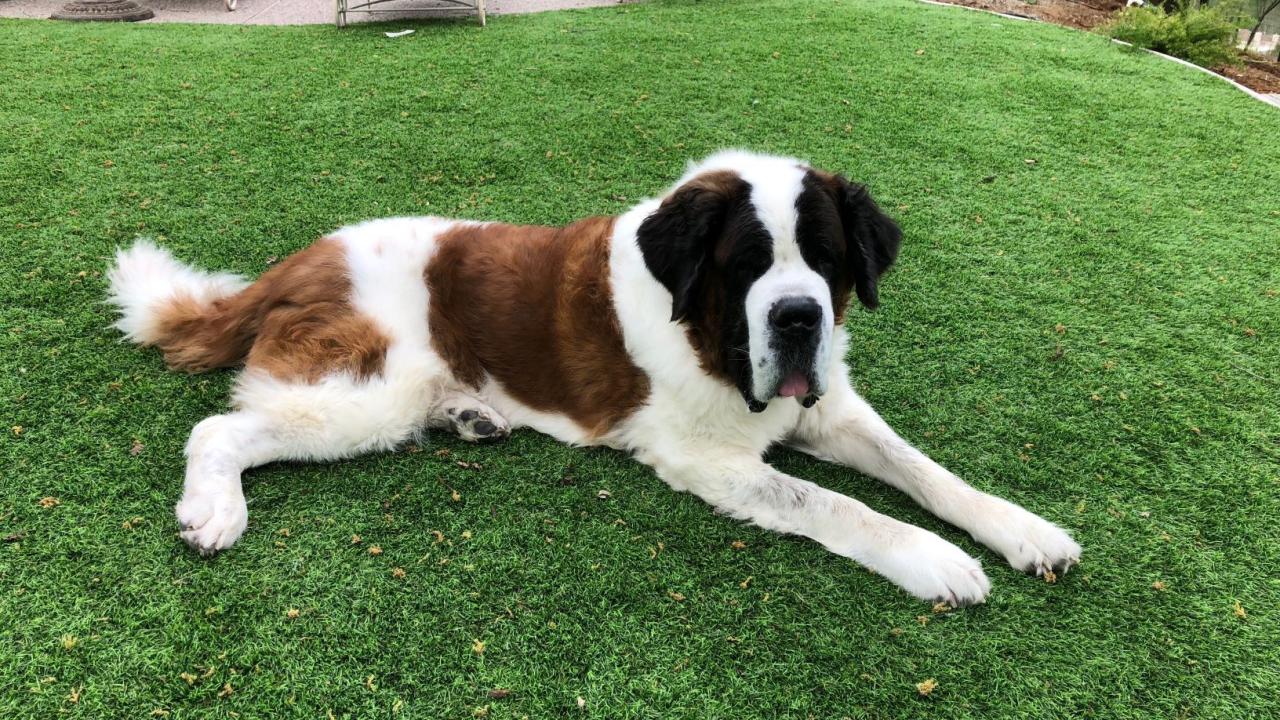 dog laying on grass