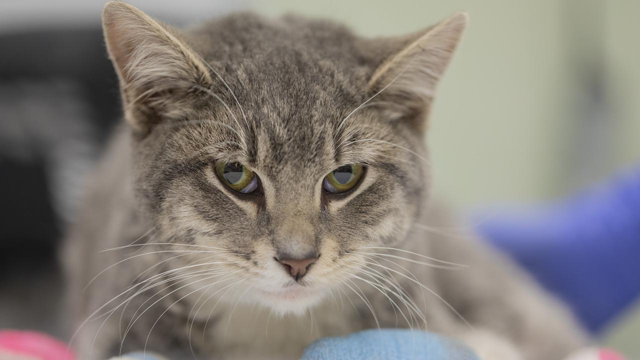 Mayson, a gray tabby cat