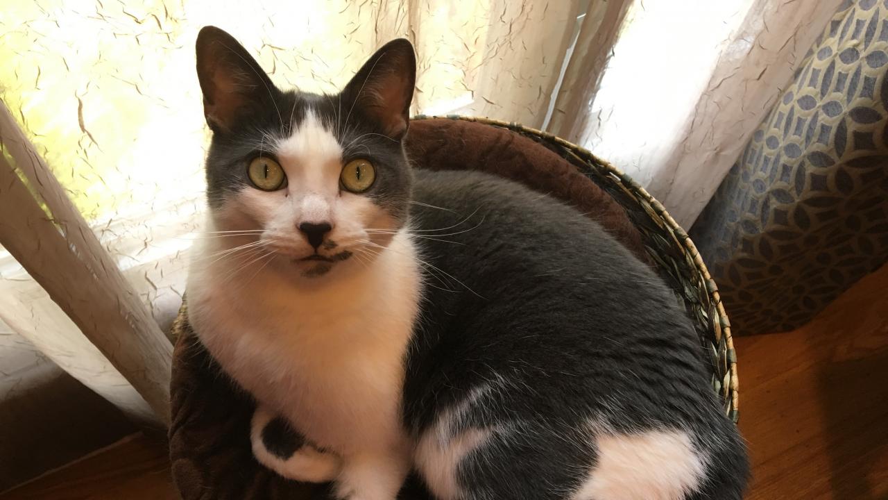 Miao Miao is the first cat ever diagnosed with the congenital platelet disorder Glanzmann thrombasthenia. Miao Miao