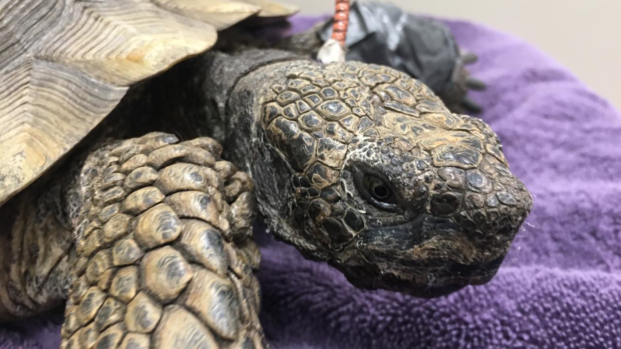 desert tortoise at UC Davis veterinary hospital