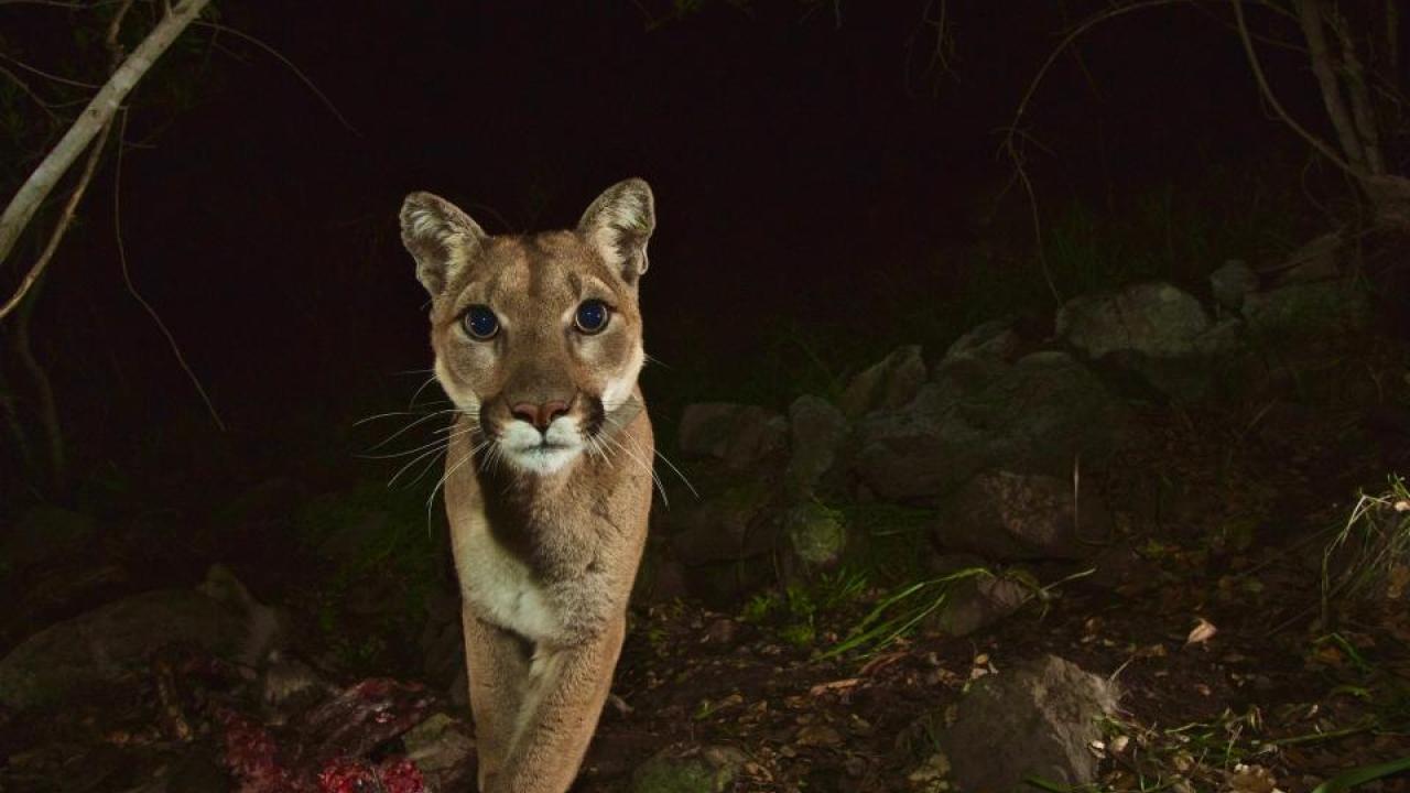Female mountain lion P-13 near Malibu Creek State Park in March 2014. (National Park Service) Female mountain lion P-13 near Malibu Creek State Park in March 2014. (National Park Service)