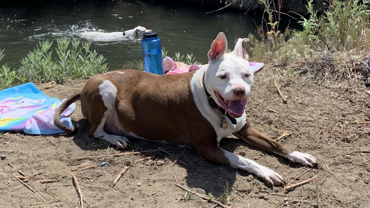 Pit bull that underwnet chemotherapy treatments at UC Davis veterinary hospital