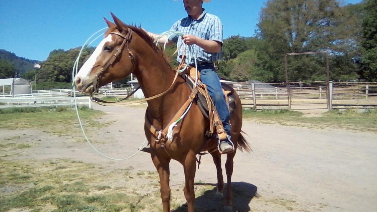 UC Davis equine surgeons repaired an injury that could have ended Nash's roping and herding career. horse with rider in saddle