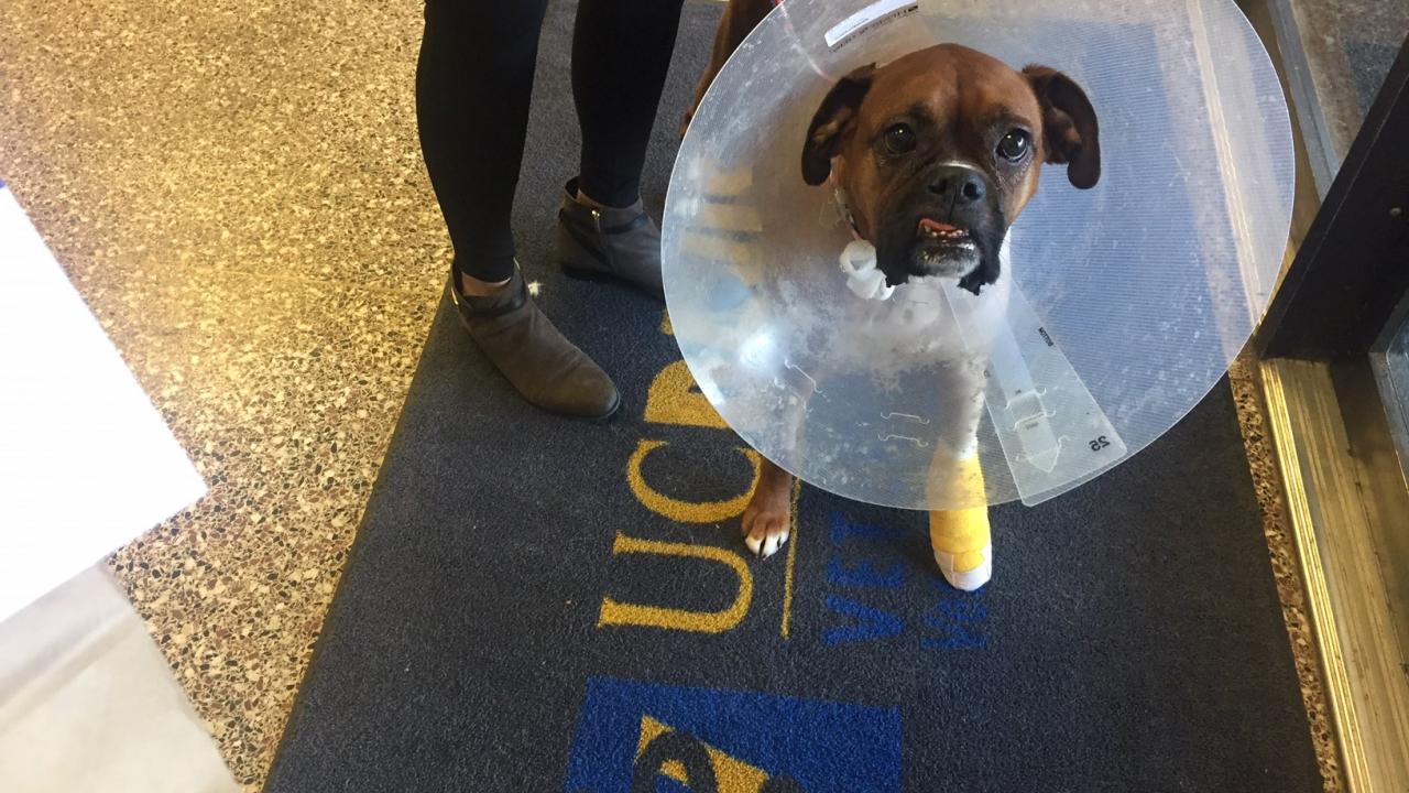Dog treated for cancer tumor at UC Davis veterinary hospital