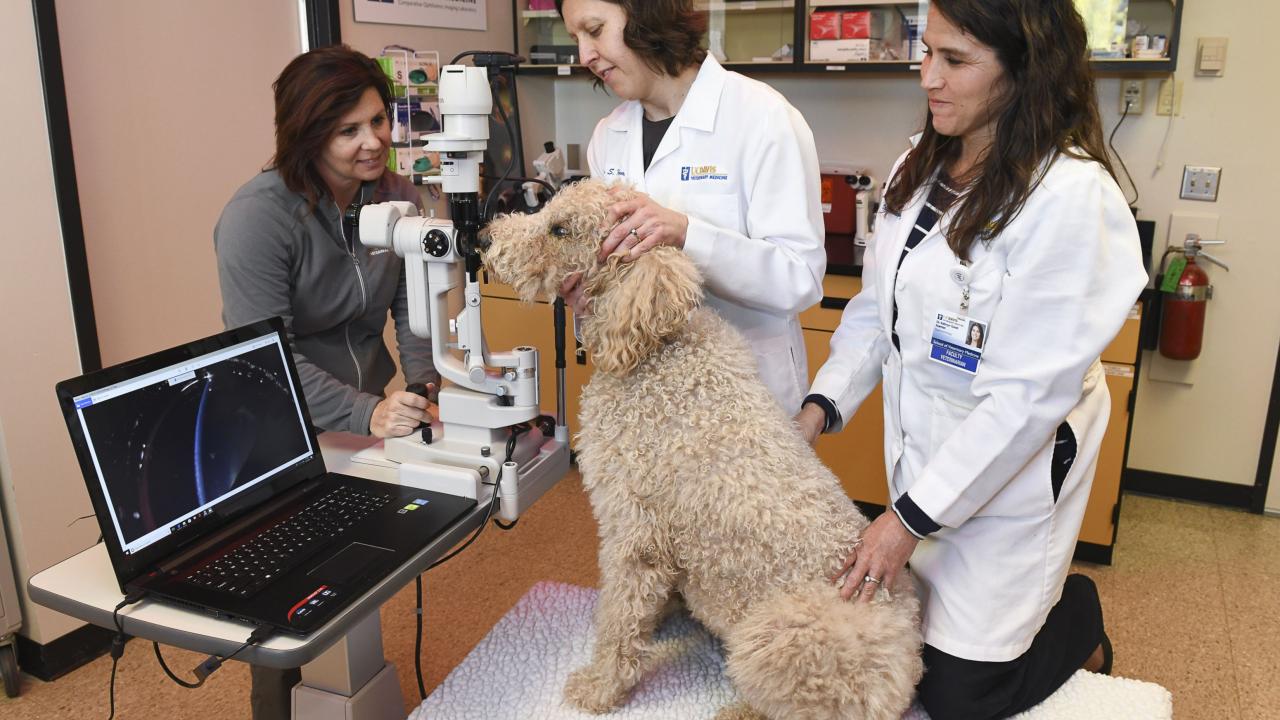 UC Davis technician and ophthalmologists examine a dog