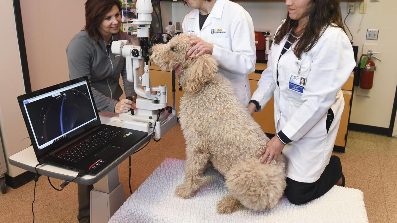 Monica Motta, RVT, assists Drs. Sara Thomasy and Kathryn Good (left to right) in performing a digital slit lamp photography examination. UC Davis technician and ophthalmologists examine a dog