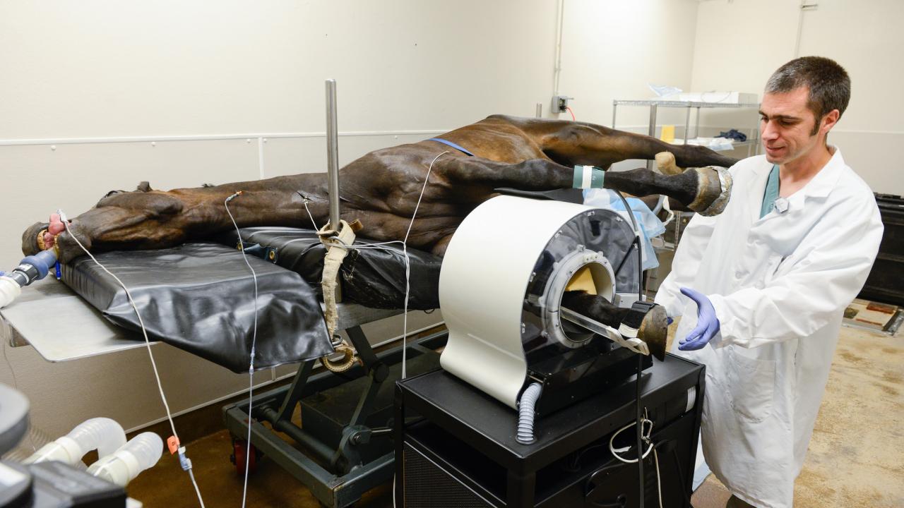 Dr. Mathieu Spriet performs a PET scan on a horse at the UC Davis veterinary hospital.