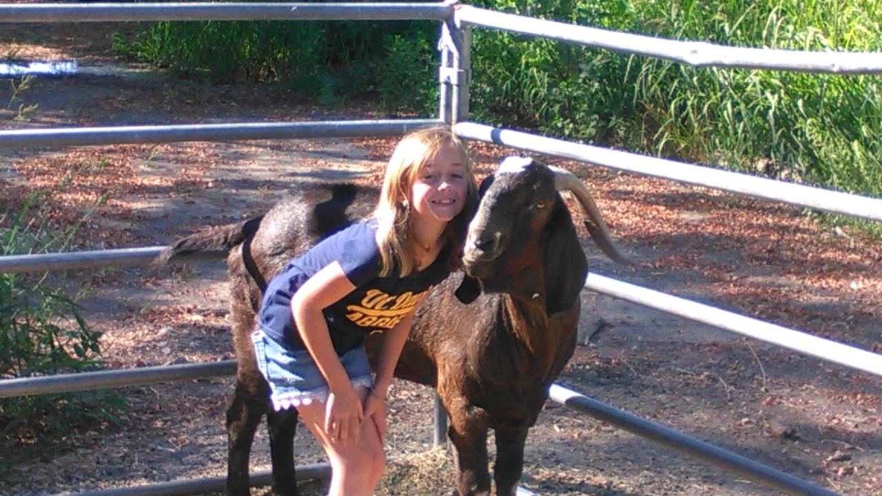 Pedro the goat with young family member