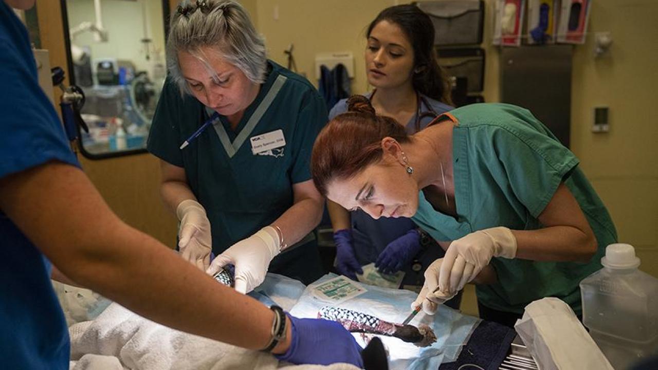 Dr. Peyton applies fish skin as treatment for dog burned in the Camp Fire.