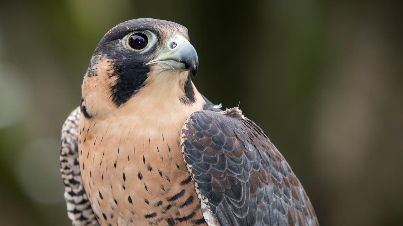 peregrine falcon