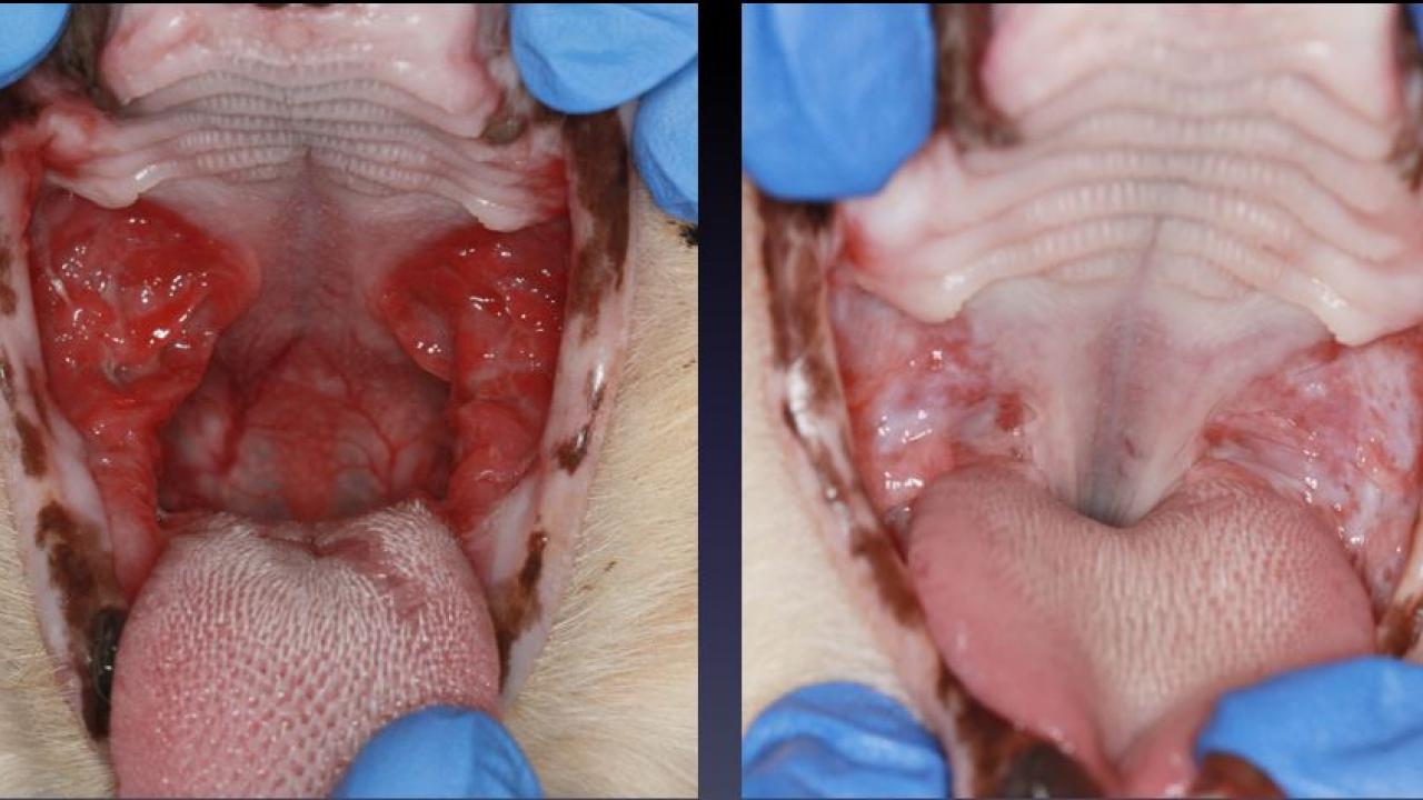 Before and after images of a cat suffering from feline chronic gingivostomatitis that was treated with stem cells at the UC Davis veterinary hospital.