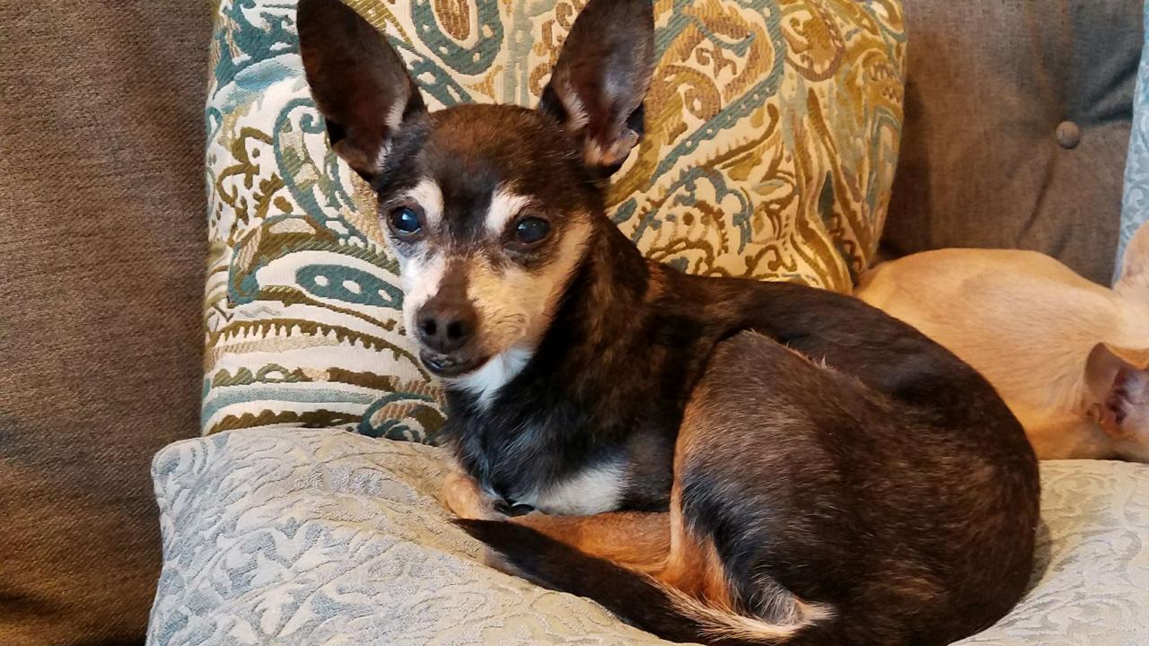 Chihuahua treated for cancer at UC Davis veterinary hospital