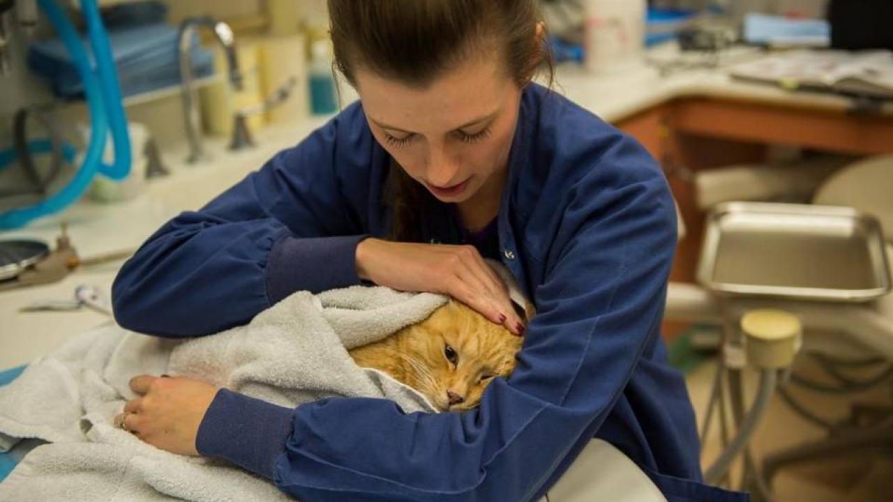 A cat being treated for chronic gingivostomatitis. A cat being treated for chronic gingivostomatitis.