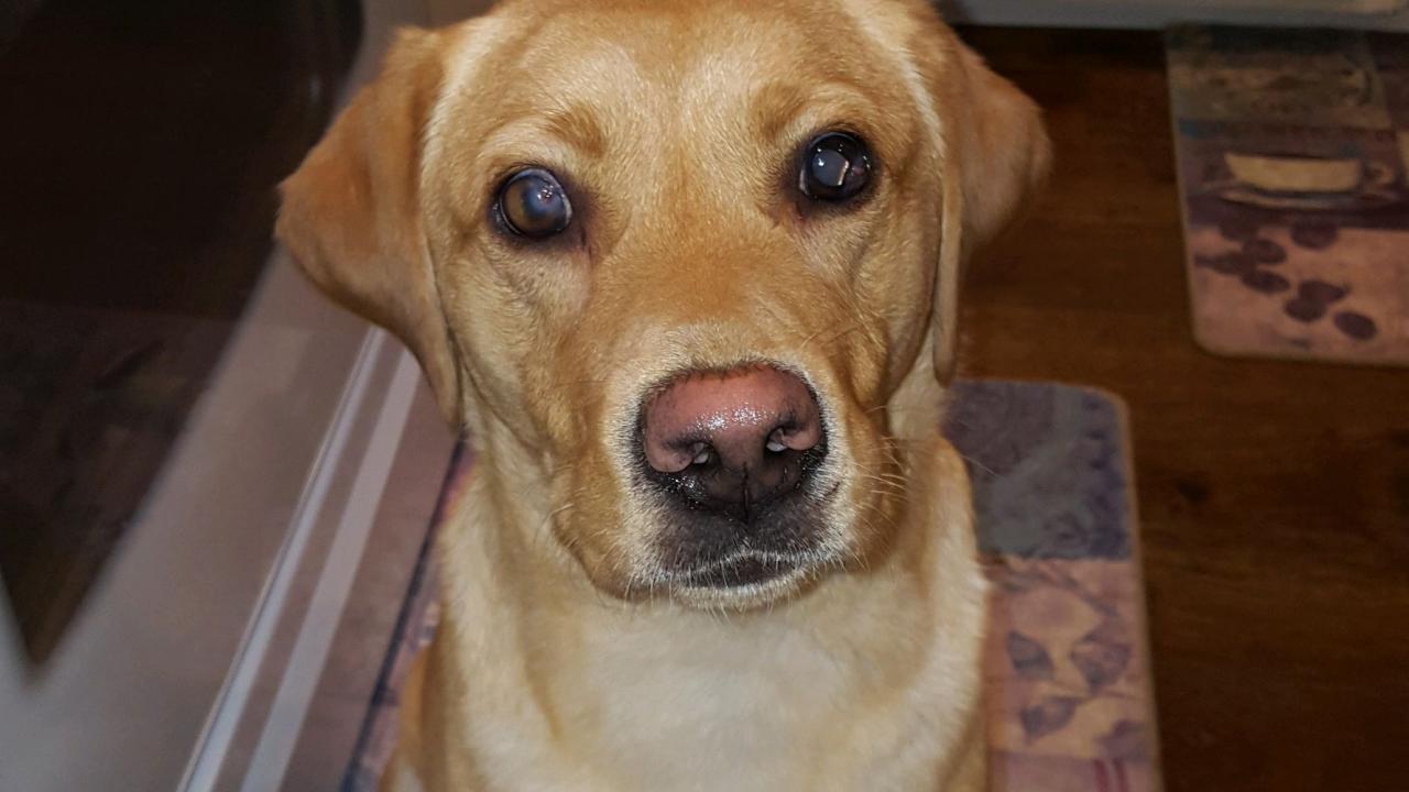 Uc Davis Ophthalmologists Save Dog S Eyes Following Accident School Of Veterinary Medicine