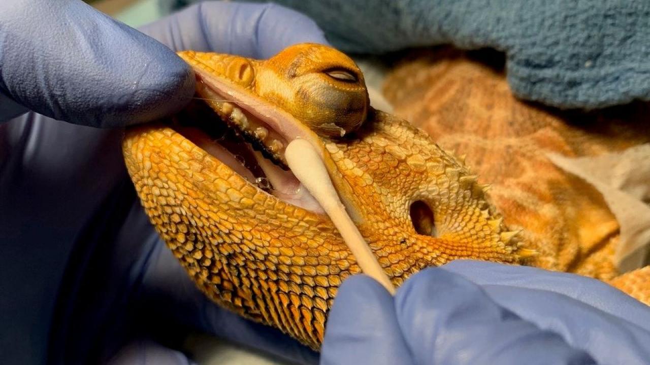 Bearded Dragon S Oral Diseases Treated School Of Veterinary Medicine