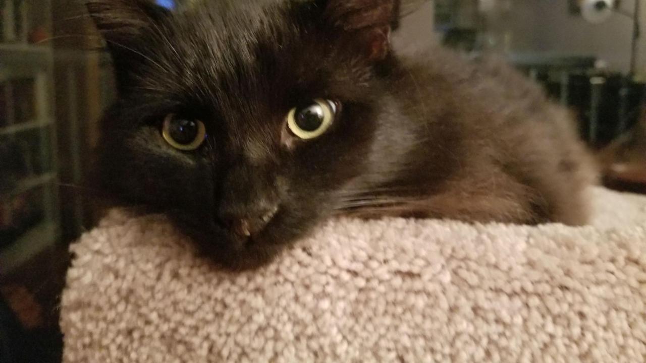 Rhyme the cat had a pioneering liver shunt surgery at the UC Davis veterinary hospital. Rhyme cat after liver shunt treatment at UC Davis