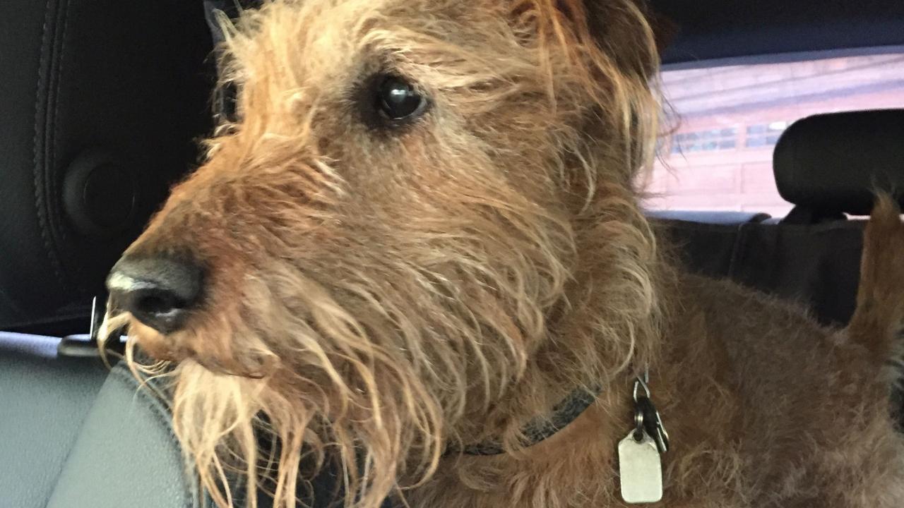 Riley, a 14-year-old Irish terrier