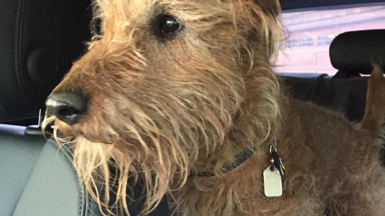 Riley, a 14-year-old Irish terrier