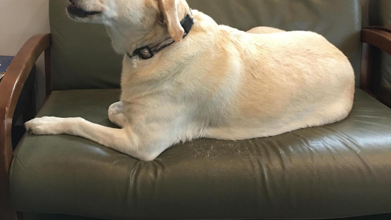 Dog treated for cancer at UC Davis veterinary hospital in remission