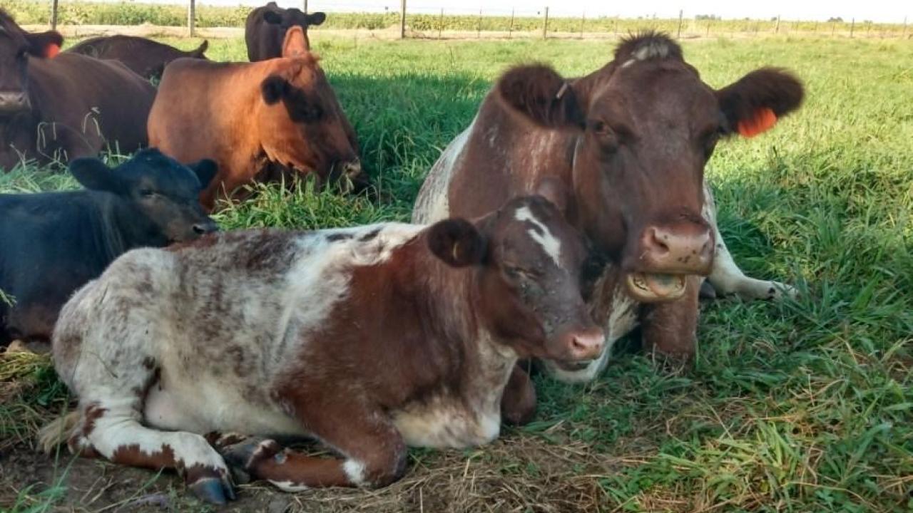 The Schuler Ranch has partnered with UC Davis for veterinary care for more than 25 years. group of Schuler Ranch cattle