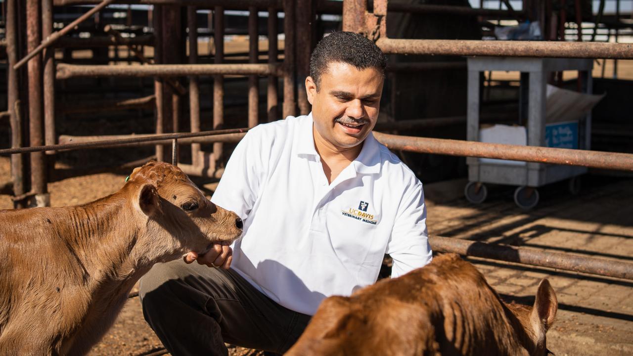 Dr. Sharif Aly with dairy calves.
