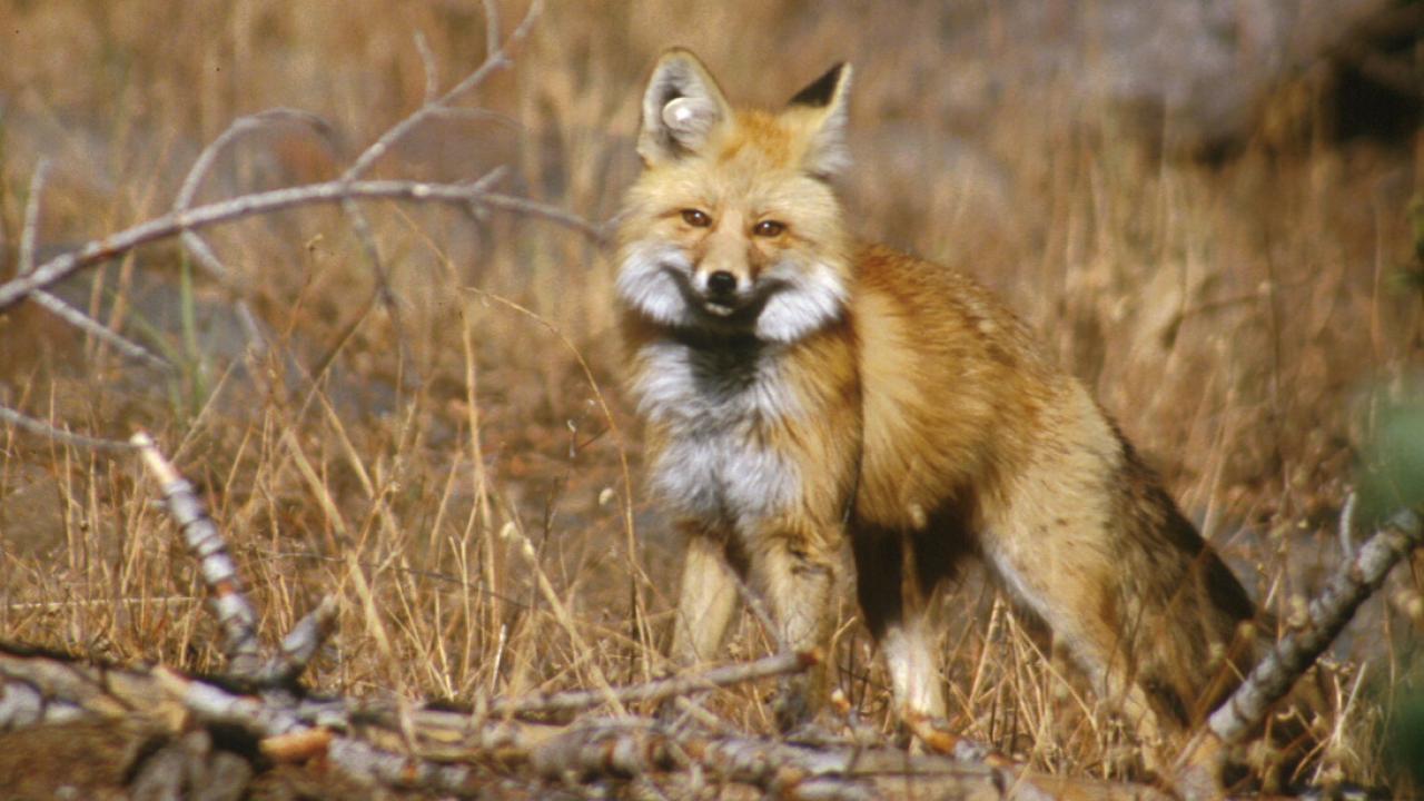 Sierra Nevada red fox