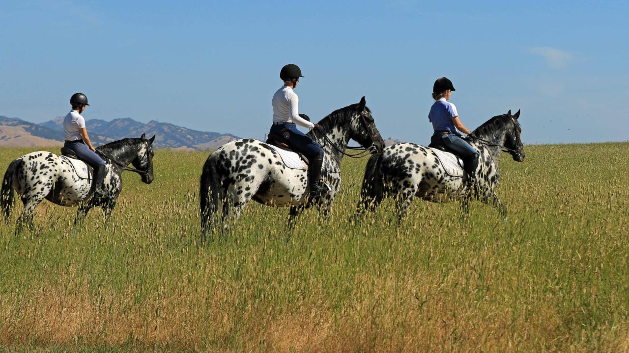 Students riding three Stonewall Sporthorses. (Photo courtesy of Michael Muir) three horses on a hill