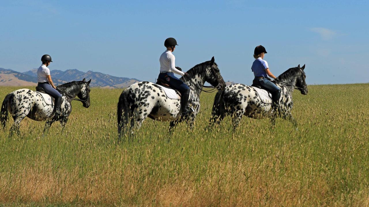 three horses on a hill