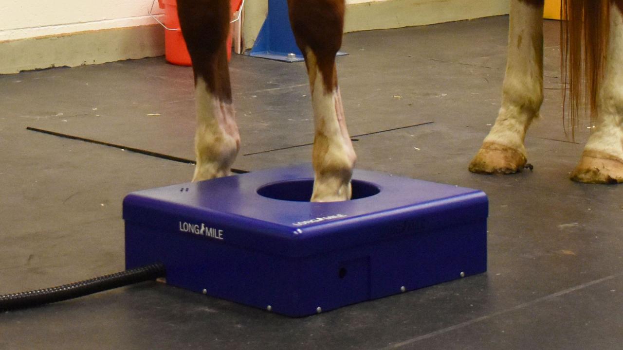 horse hoof in standing PET scanner