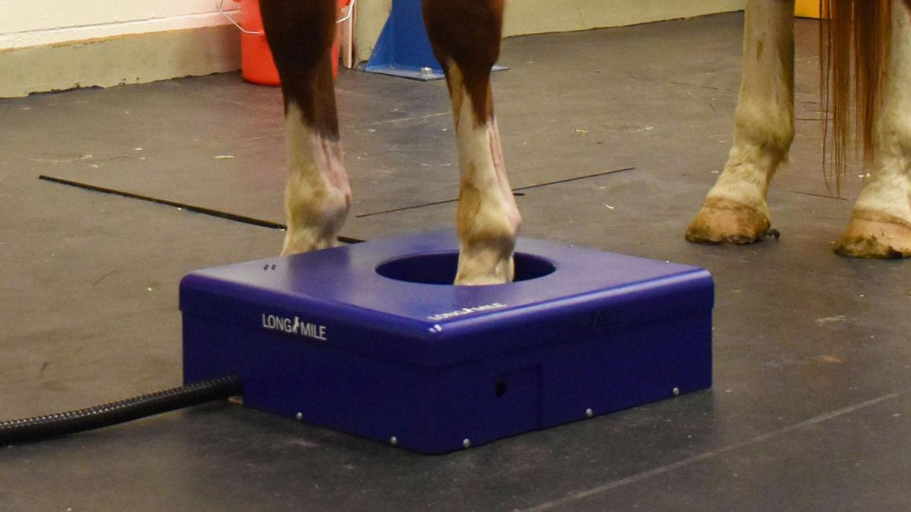 horse hoof in standing PET scanner