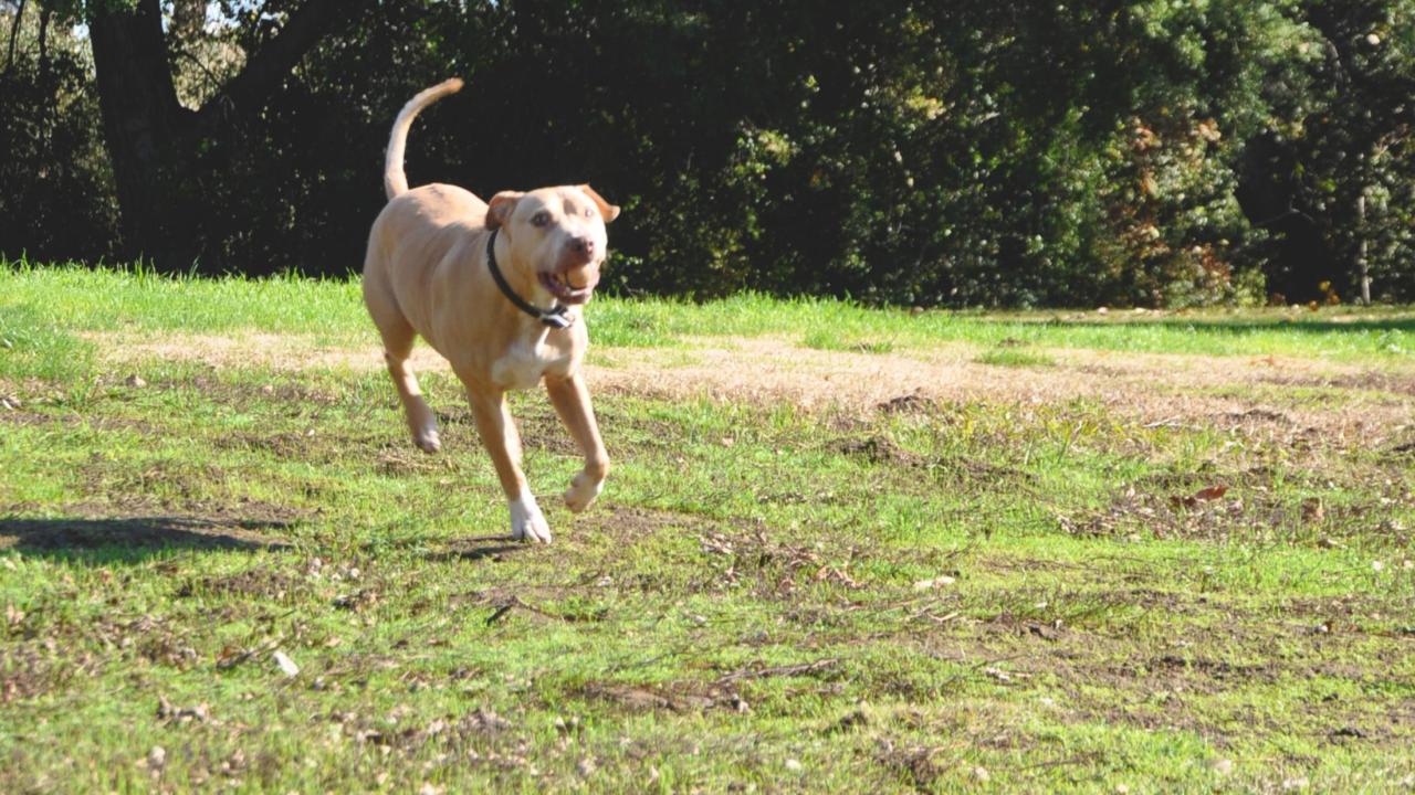 Sunny is still going strong a year after emergency surgery and a cancer diagnosis at the UC Davis veterinary hospital. dog running