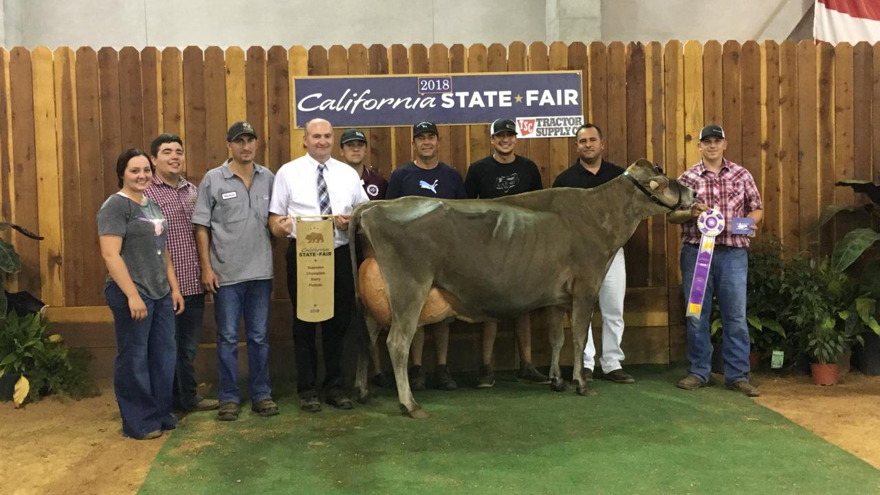 cow winning prize at California State Fair