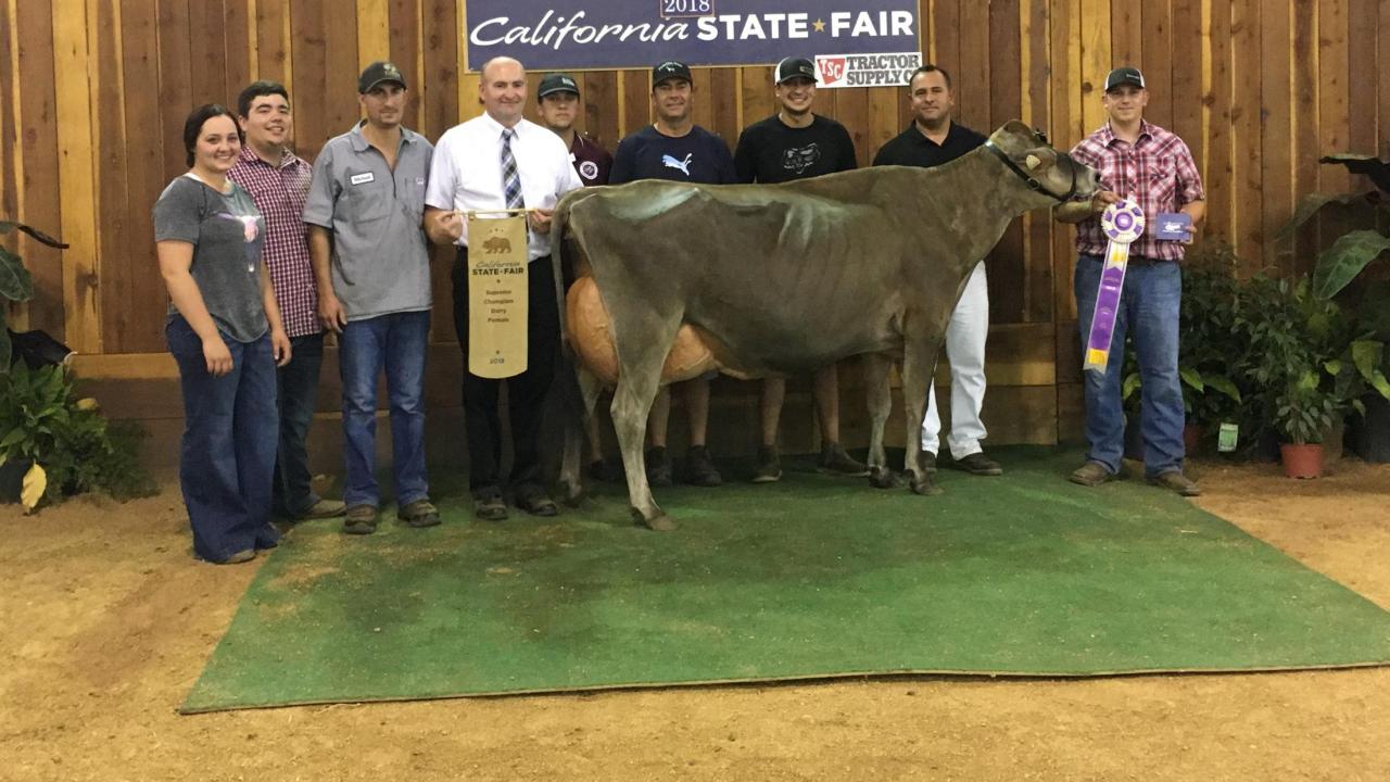 Tag 1839, this Jersey dairy cow, went on to win top prize at the California State Fair after life-saving surgery at the UC Davis veterinary hospital. cow winning prize at California State Fair